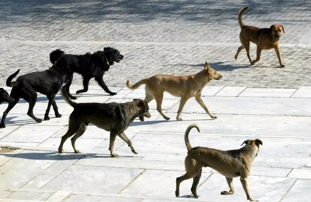 Πάτρα: 3.500 αδέσποτα ζώα και ο Δήμος στενάζει από ελλείψεις