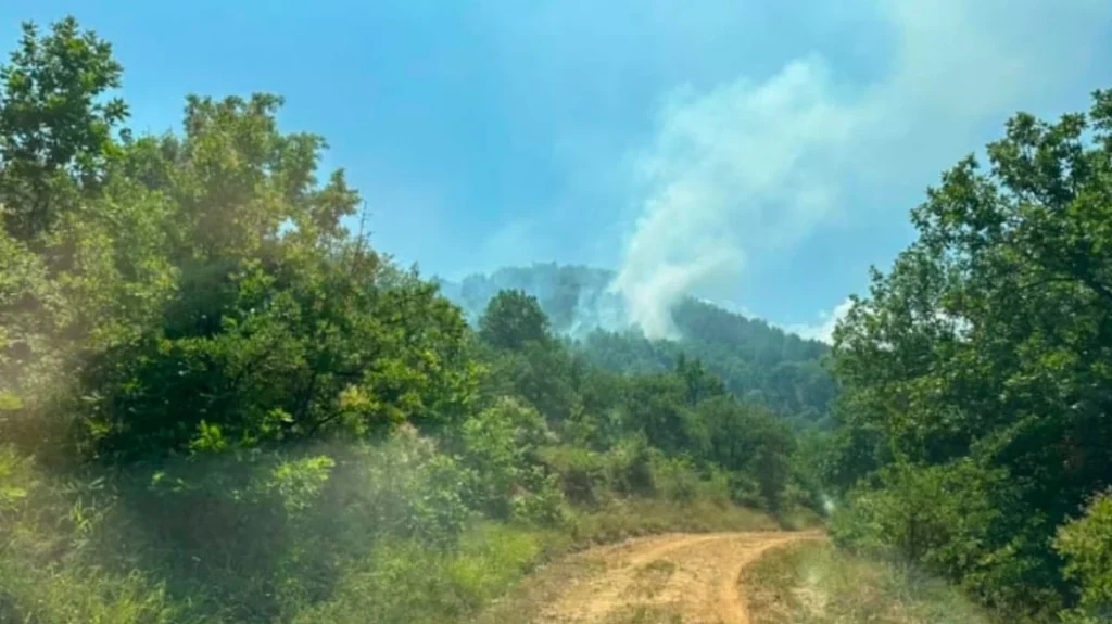 Φωτιά σε δασική έκταση στα Κανάλια Μουζακίου Καρδίτσας Φωτιά σε δασική έκταση στα Κανάλια Μουζακίου Καρδίτσας