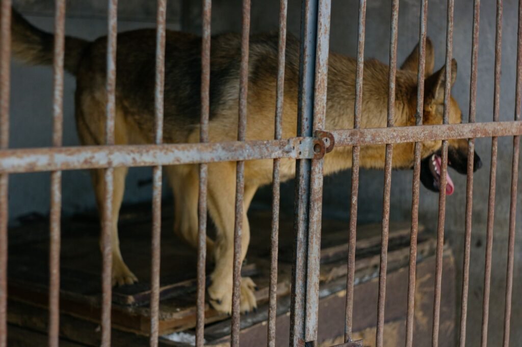 Θεσσαλονίκη: Κακουργηματική δίωξη σε κτηνίατρο για βασανισμό ζώων
